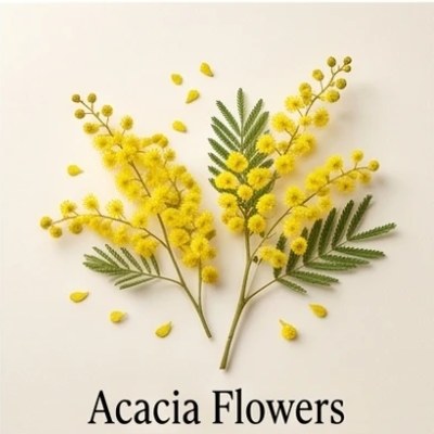 Acacia Flowers