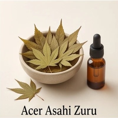 Acer Asahi Zuru