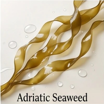 Adriatic Seaweed
