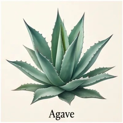 Agave