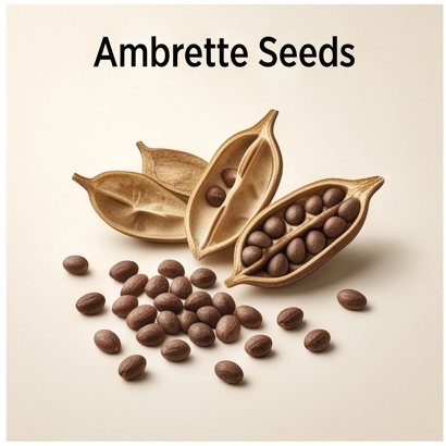 Ambrette Seeds