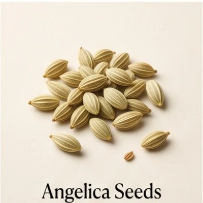 Angelica Seeds