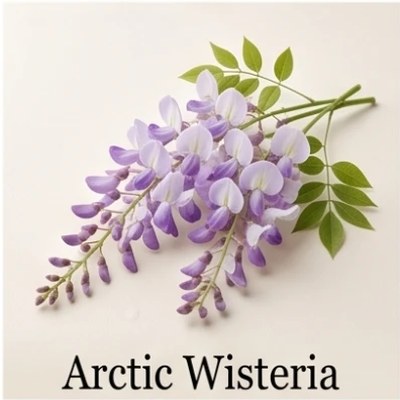 Arctic Wisteria
