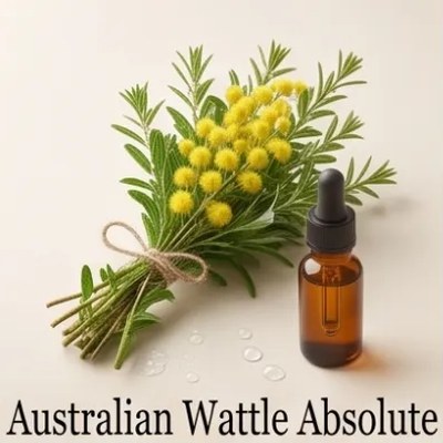 Australian Wattle Absolute