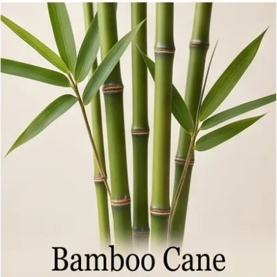 Bamboo Cane