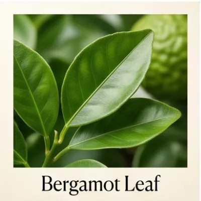 Bergamot Leaf