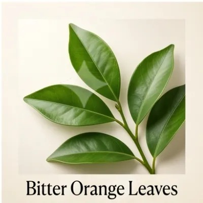 Bitter Orange Leaves