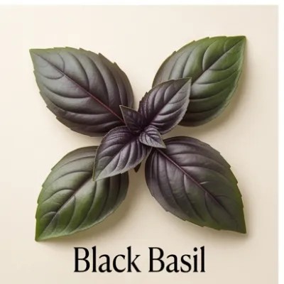 Black Basil