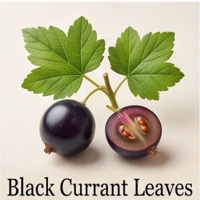 Black Currant Leaves