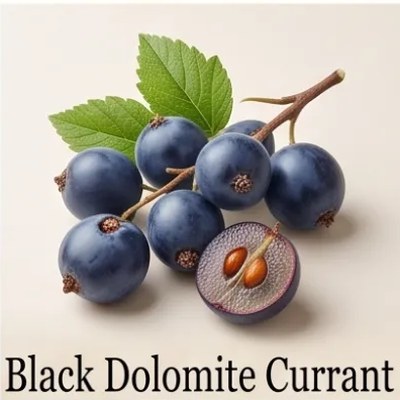 Black Dolomite Currant