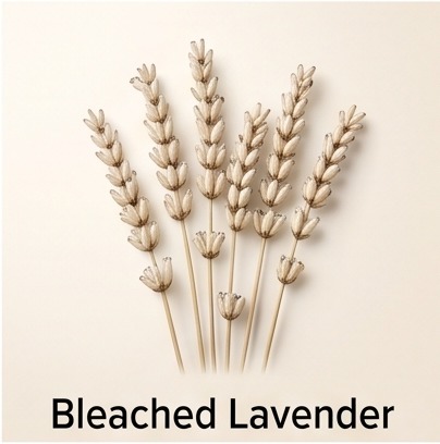 Bleached Lavender