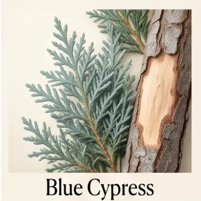 Blue Cypress