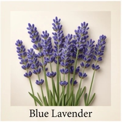 Blue Lavender