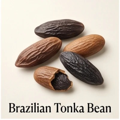 Brazilian Tonka Bean