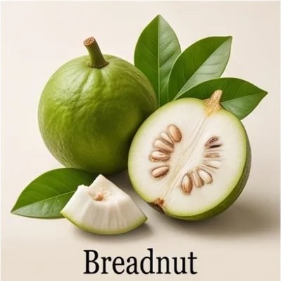 Breadnut