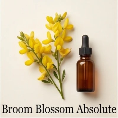 Broom Blossom Absolute