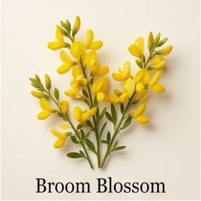 Broom Blossom
