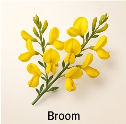 Broom