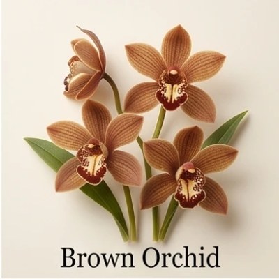 Brown Orchid