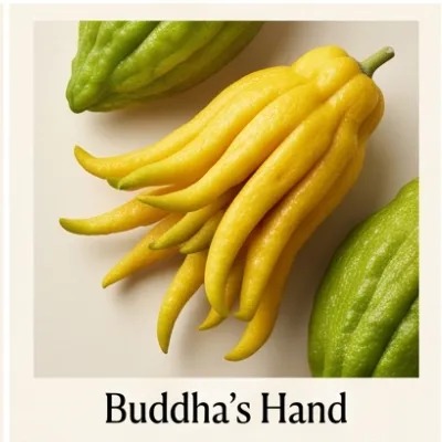 Buddha's Hand
