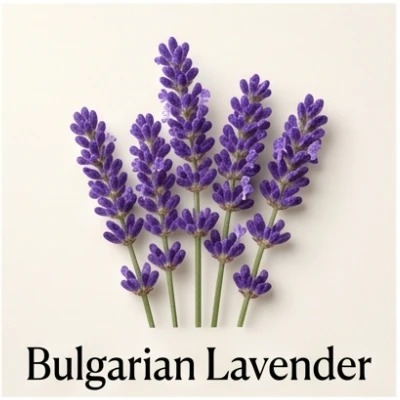 Bulgarian Lavender