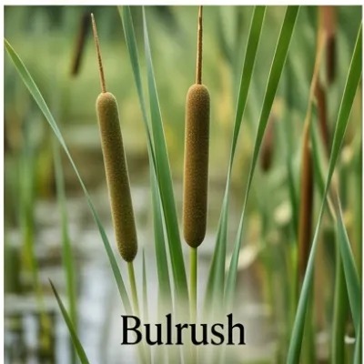 Bulrush