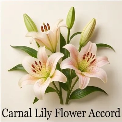 Carnal Lily Flower Accord