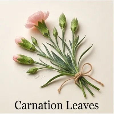 Carnation Leaves