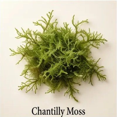 Chantilly Moss
