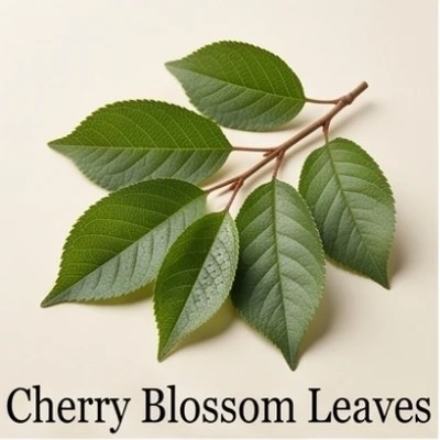 Cherry Blossom Leaves