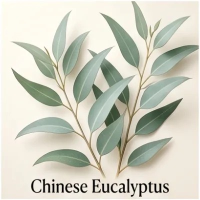 Chinese Eucalyptus
