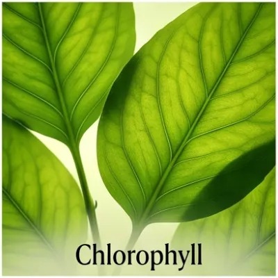 Chlorophyll