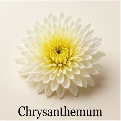 Chrysanthemum