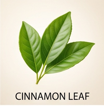 Cinnamon Leaf
