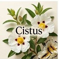 Cistus