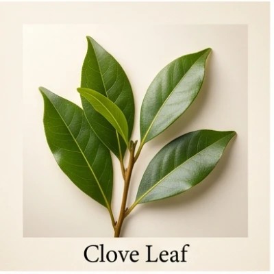 Clove Leaf