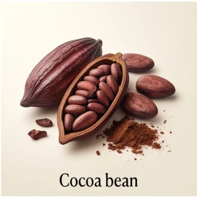 Cocoa Bean