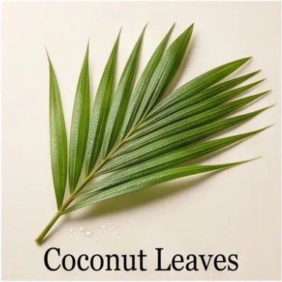 Coconut Leaves
