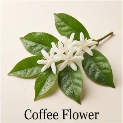 Coffee Flower