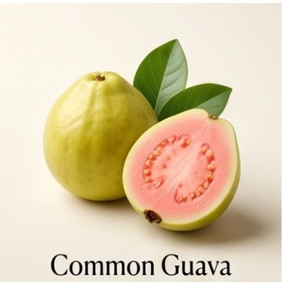 Common Guava