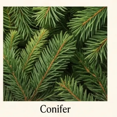 Conifer