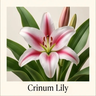 Crinum Lily
