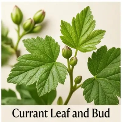 Currant Leaf And Bud