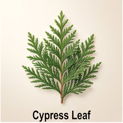 Cypress Leaf