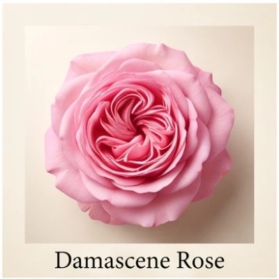 Damascene Rose