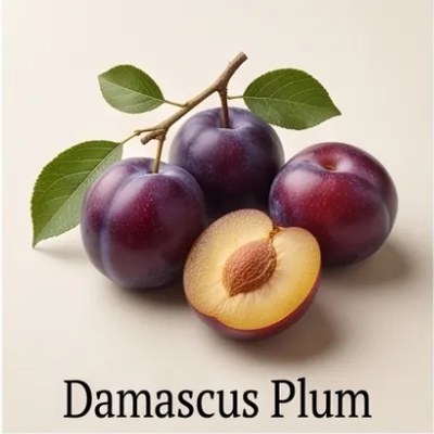 Damascus Plum
