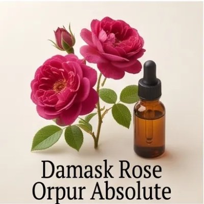Damask Rose Orpur Absolute