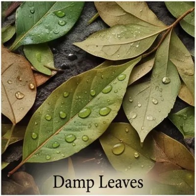 Damp Leaves