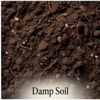 Damp Soil