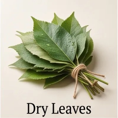 Dry Leaves
